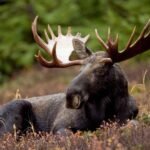The Majestic Moosegazete: North America’s Enigmatic Icon