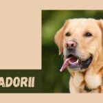 Labradorii Loyalty: What Makes Them Your Ultimate Best Friend
